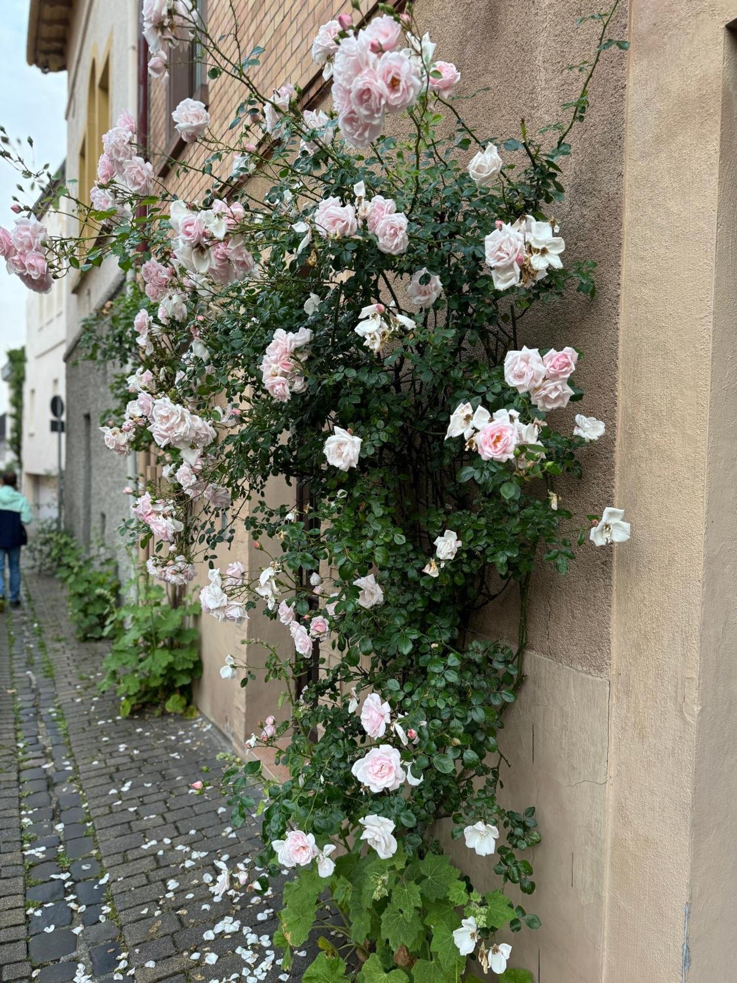 Ferienwohnung Rheinblick-Oase Oppenheim Exterior foto
